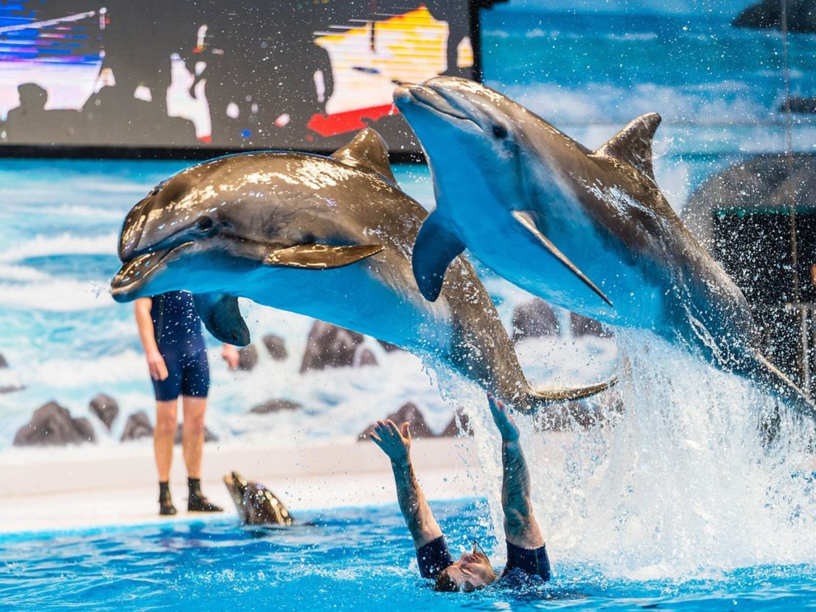 Dolphin Show Tickets at Dubai Dolphinarium - Activity activity in Dubai